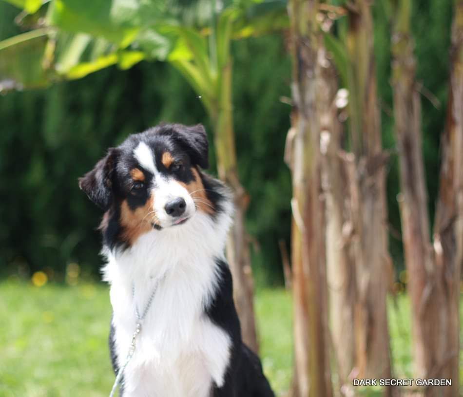 Publication : Dark Secret Garden Auteur : Camille bouchand / alessi righet