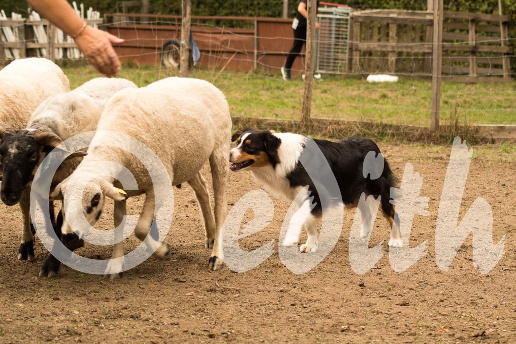 Publication : Dark Secret Garden Auteur : Camille bouchand / alessi righet