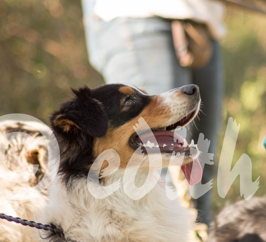 Publication : Dark Secret Garden Auteur : Camille bouchand / alessi righet