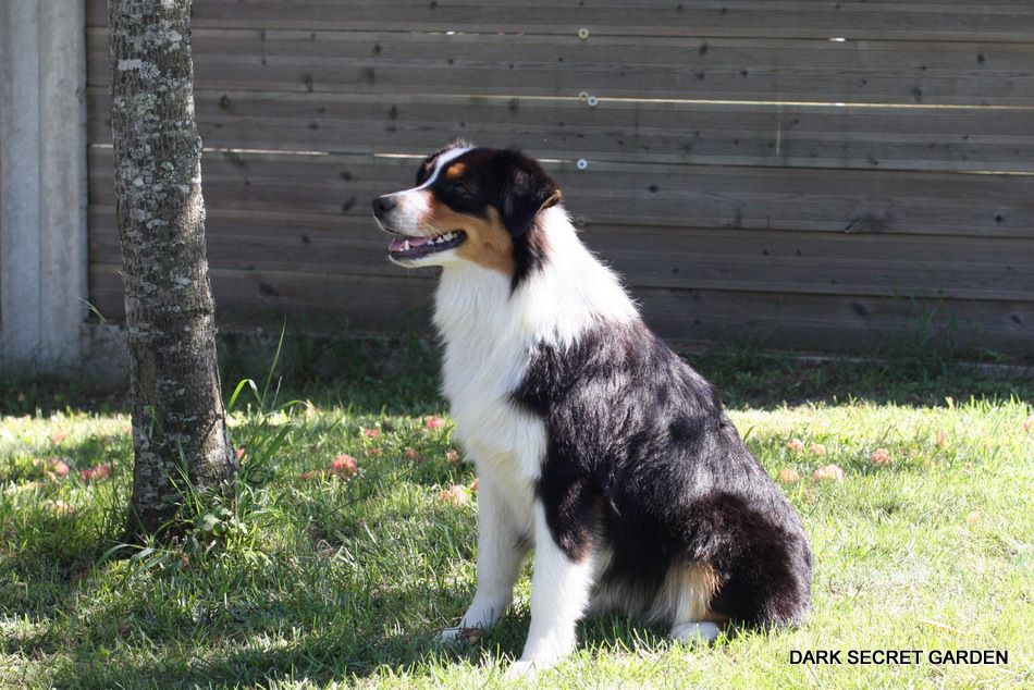 Publication : Dark Secret Garden Auteur : Camille bouchand / alessi righet