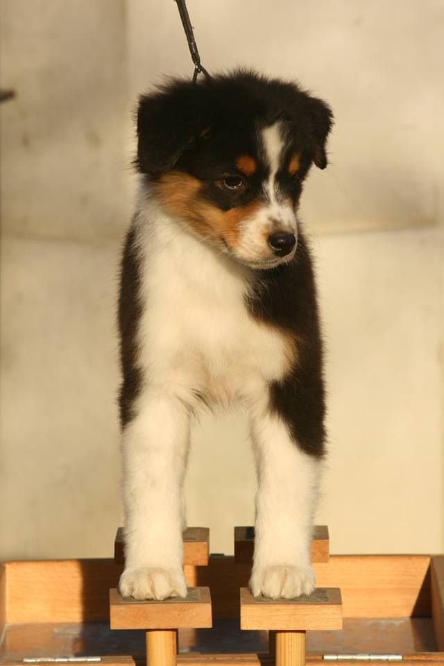 Publication : Dark Secret Garden Auteur : Camille bouchand / alessi righet