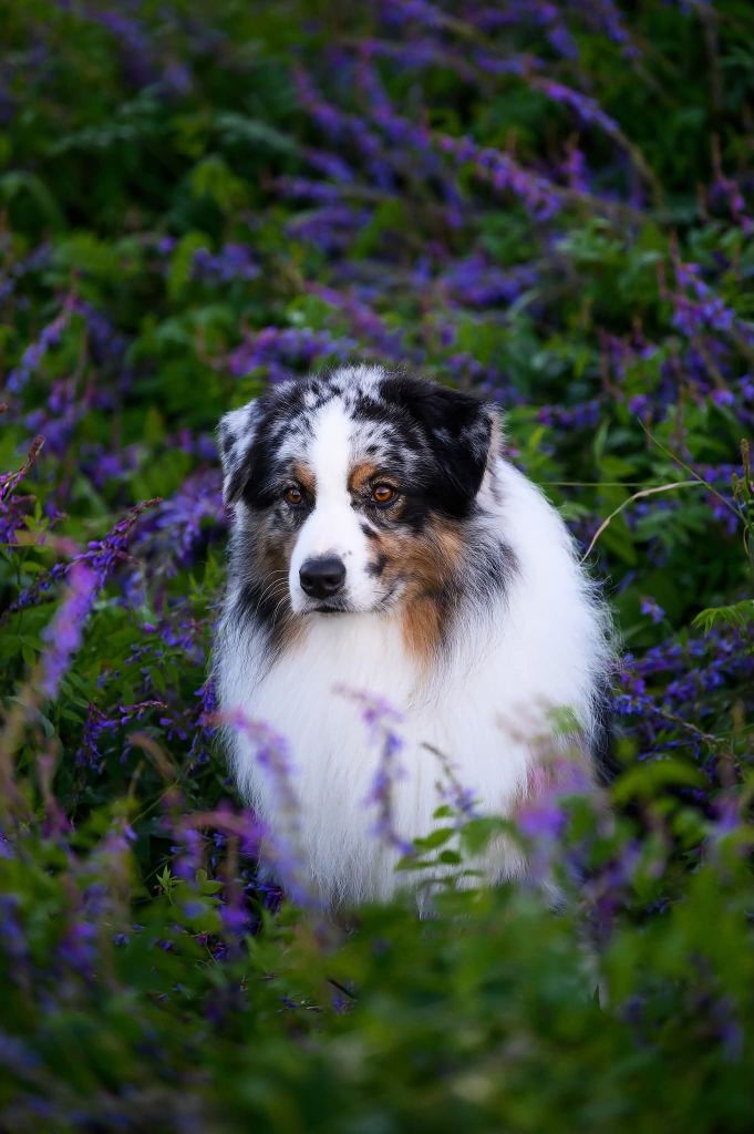 TR. CH. Raise-for-fame (dit alec) du glacier des pandas