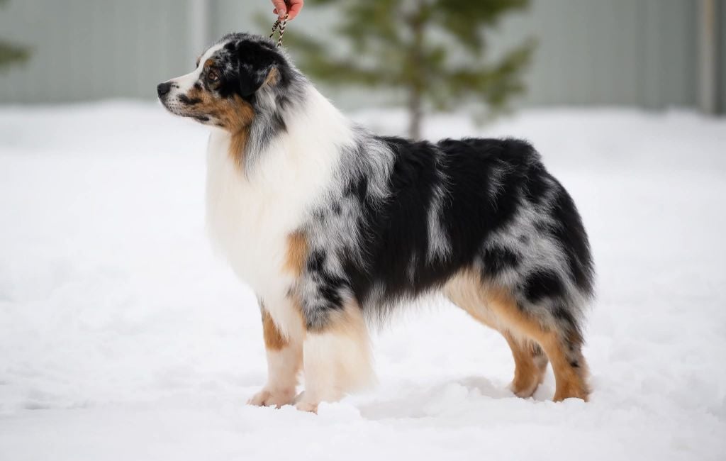 TR. CH. Raise-for-fame (dit alec) du glacier des pandas