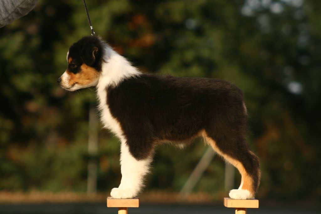 Publication : Dark Secret Garden Auteur : Camille bouchand / alessi righet