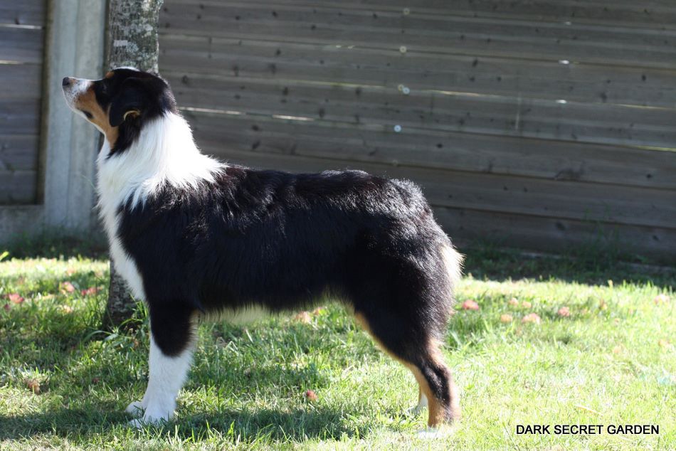 Publication : Dark Secret Garden Auteur : Camille bouchand / alessi righet