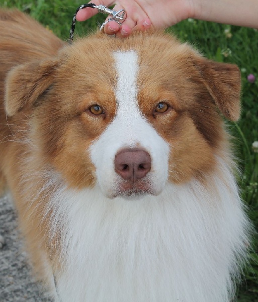 Garret sweet eyes du Chemin de la Lune aux Reves
