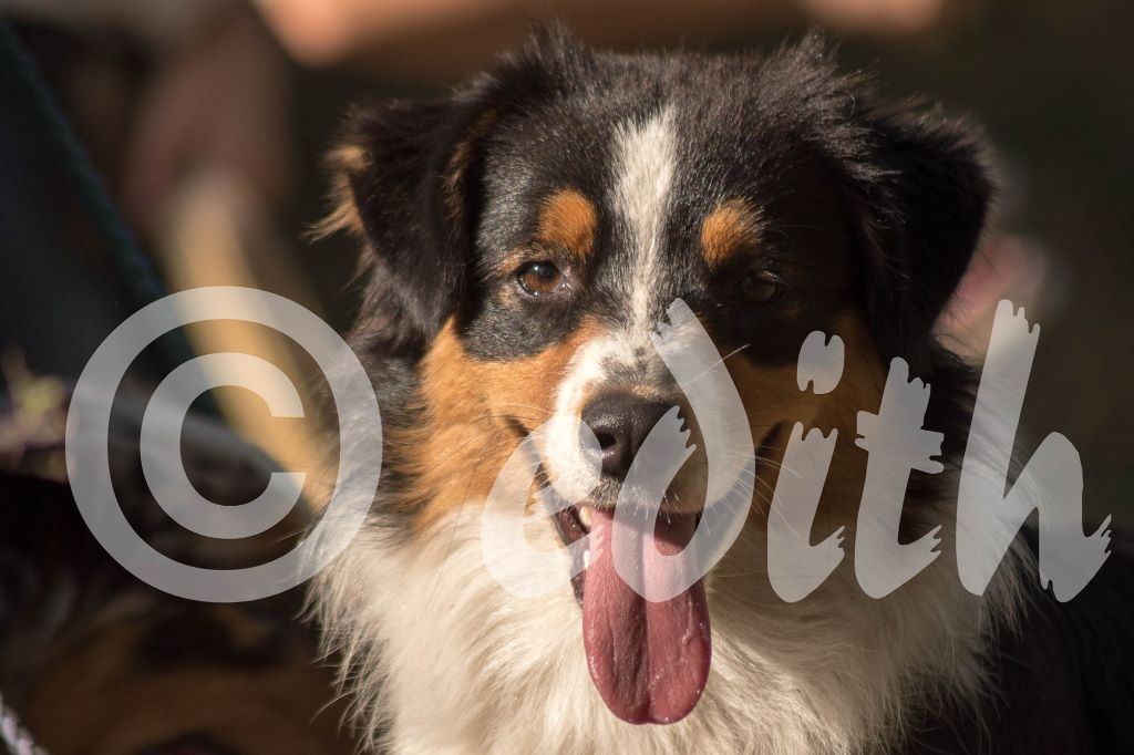 Publication : Dark Secret Garden Auteur : Camille bouchand / alessi righet