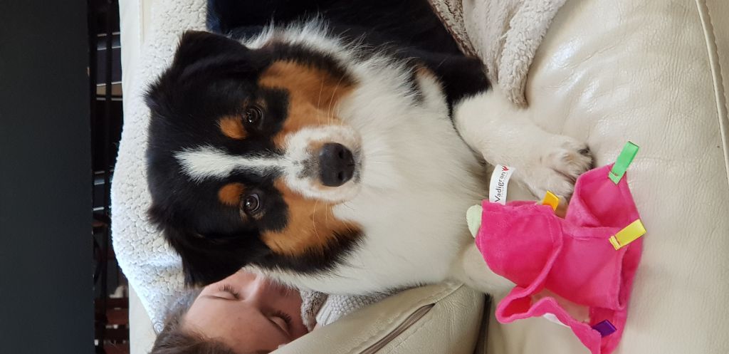 Publication : Dark Secret Garden Auteur : Camille bouchand / alessi righet