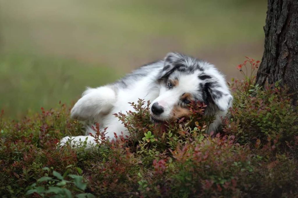 Publication : Dark Secret Garden