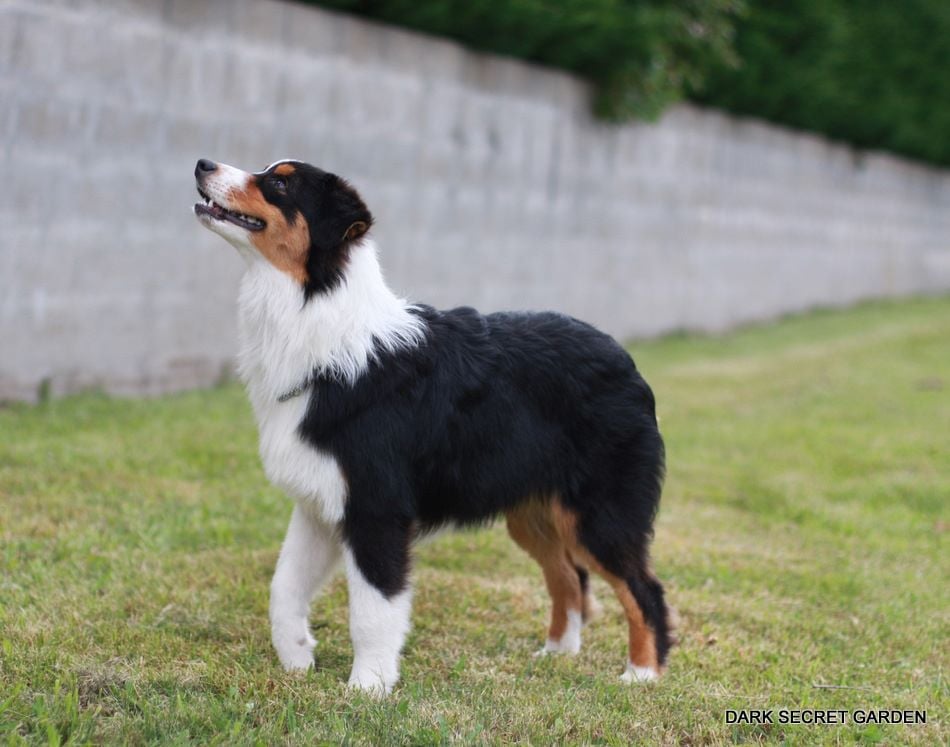 Publication : Dark Secret Garden Auteur : Camille bouchand / alessi righet