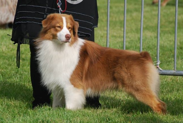 Garret sweet eyes du Chemin de la Lune aux Reves