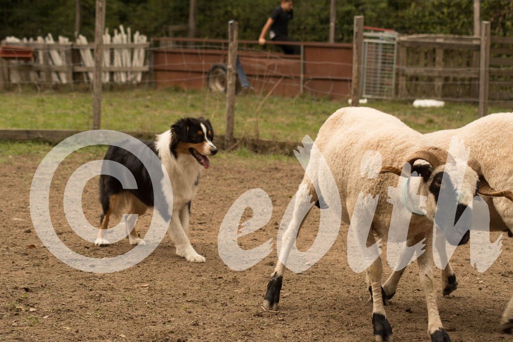 Publication : Dark Secret Garden Auteur : Camille bouchand / alessi righet