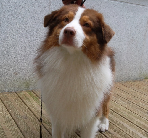 Garret sweet eyes du Chemin de la Lune aux Reves
