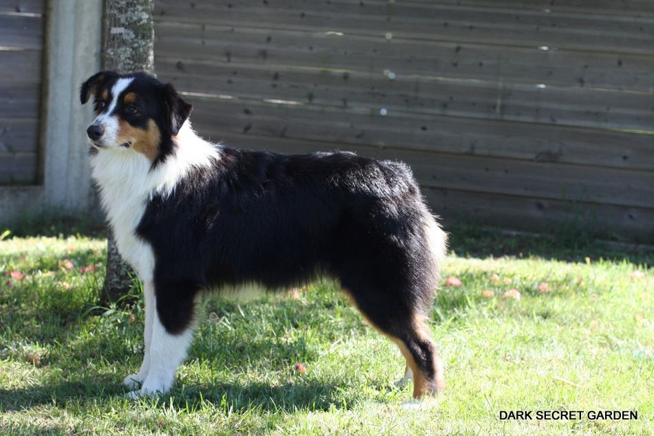 Publication : Dark Secret Garden Auteur : Camille bouchand / alessi righet