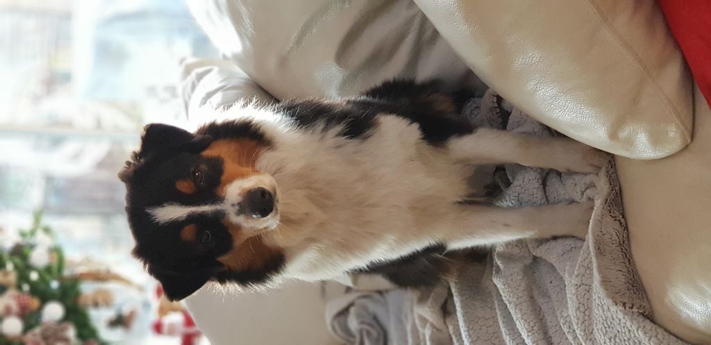 Publication : Dark Secret Garden Auteur : Camille bouchand / alessi righet