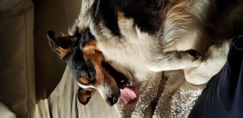 Publication : Dark Secret Garden Auteur : Camille bouchand / alessi righet