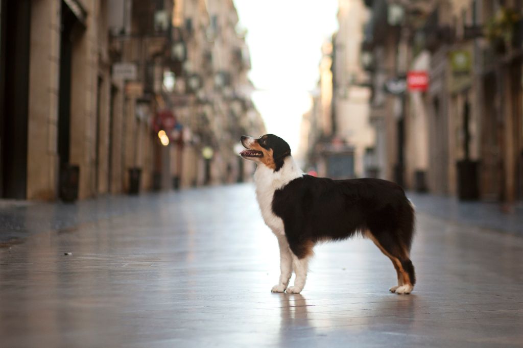 Publication : Dark Secret Garden Auteur : Camille bouchand / alessi righet