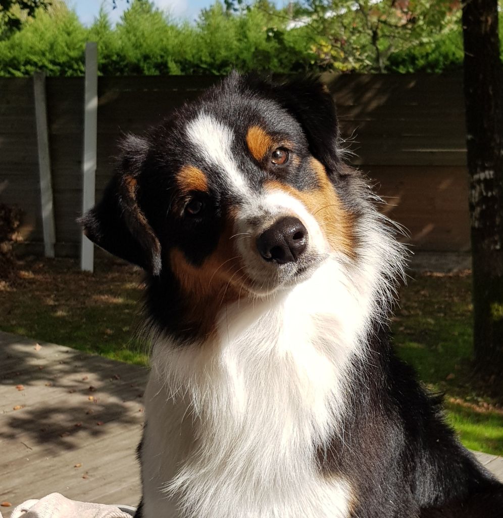 Publication : Dark Secret Garden Auteur : Camille bouchand / alessi righet