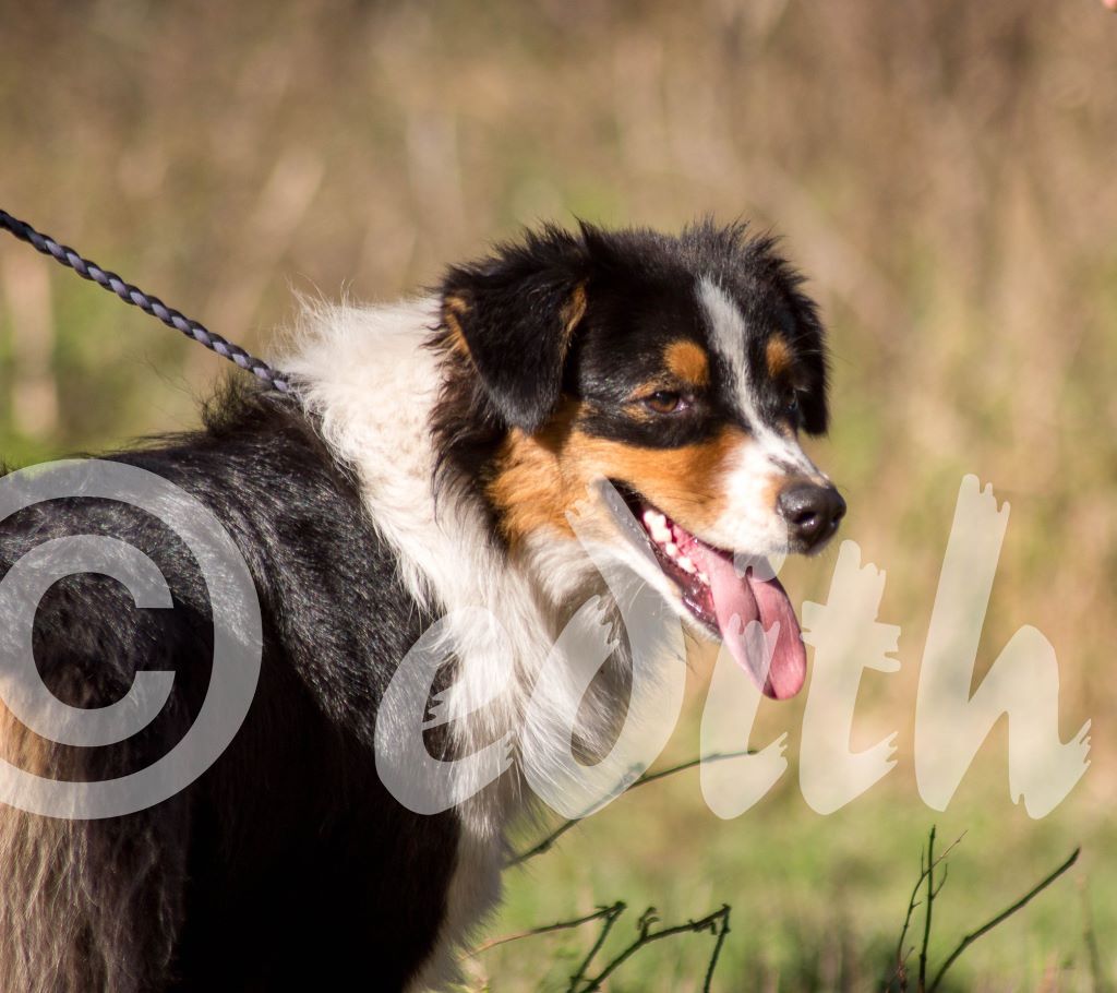Publication : Dark Secret Garden Auteur : Camille bouchand / alessi righet