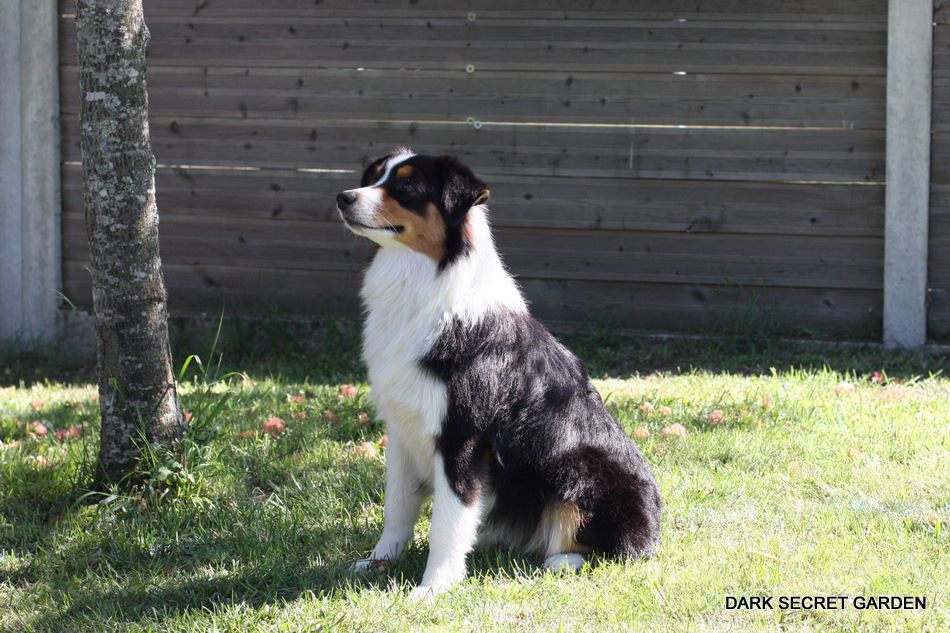 Publication : Dark Secret Garden Auteur : Camille bouchand / alessi righet