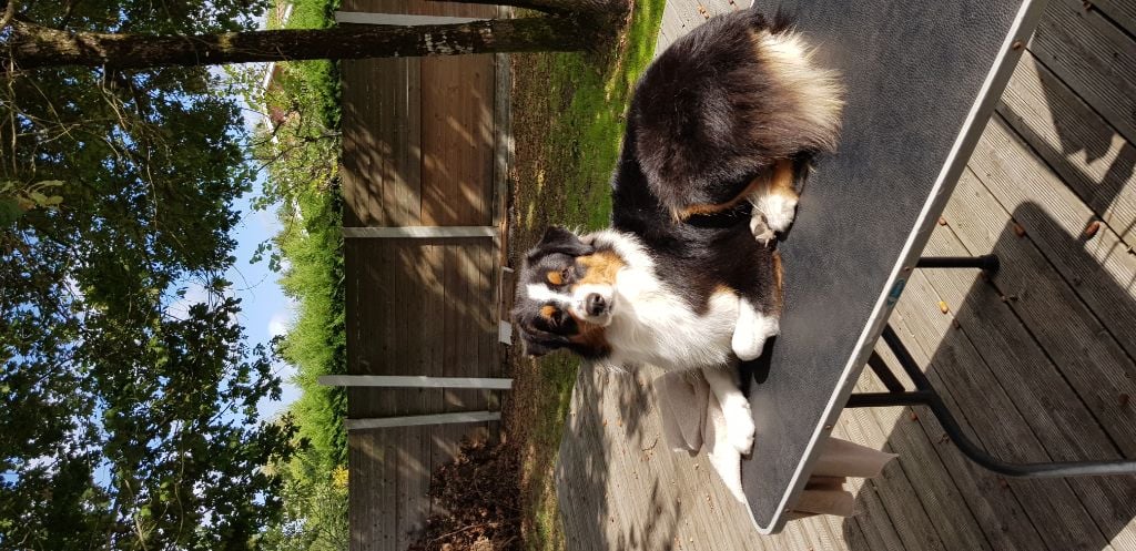 Publication : Dark Secret Garden Auteur : Camille bouchand / alessi righet