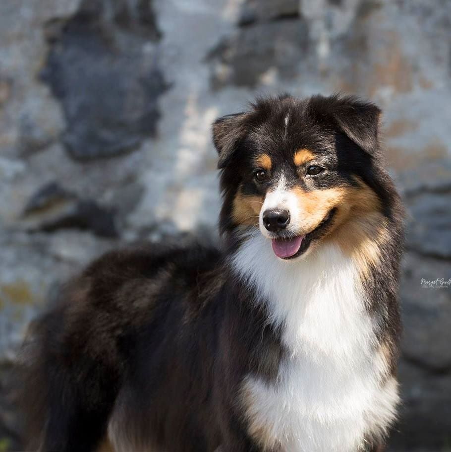 CH. Imperial isis black diamond du Chemin de la Lune aux Reves - 2 IEME EXC CCH