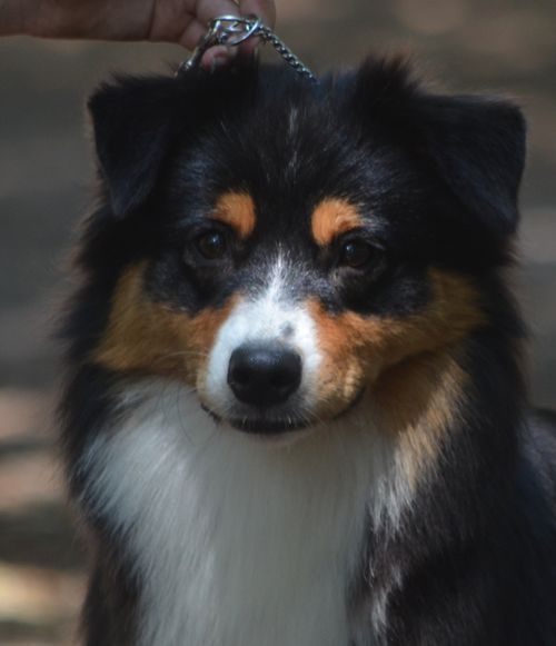 CH. Imperial isis black diamond du Chemin de la Lune aux Reves - 4 IEME EXC