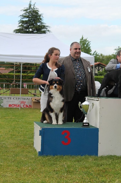 CH. Imperial isis black diamond du Chemin de la Lune aux Reves - 1 IER EXC CACS BOB BOG BIS 3