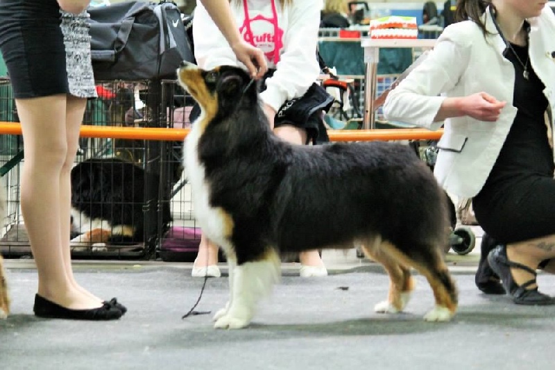 CH. Imperial isis black diamond du Chemin de la Lune aux Reves - 1 IER EXCELLENT CACL