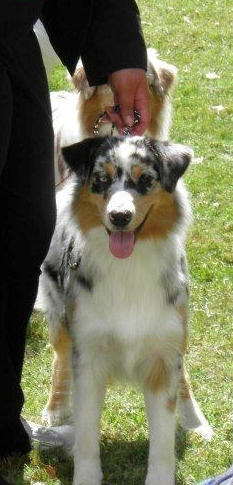 Guess des Wani - Yanpi - TRES BON