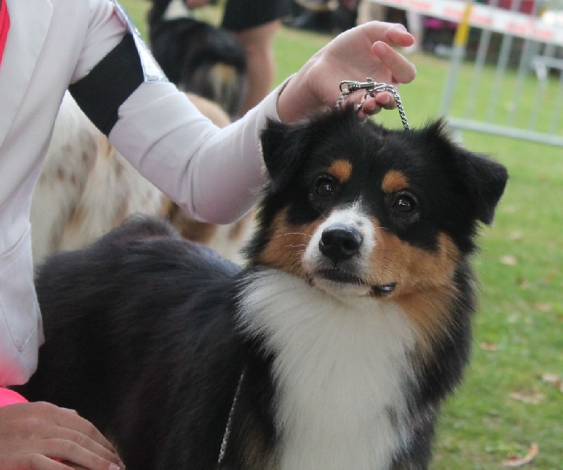 CH. Imperial isis black diamond du Chemin de la Lune aux Reves - 1 IER EXCELLENT