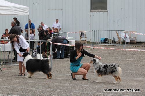 Guess des Wani - Yanpi - 1 IER EXC CACS CACIB