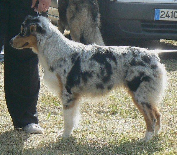 Guess des Wani - Yanpi - 2 ième EXCELLENT JEUNE