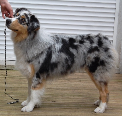 Guess des Wani - Yanpi - EXCELLENT NC intermediaire