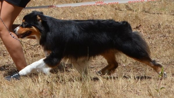 CH. Imperial isis black diamond du Chemin de la Lune aux Reves - 1 IER EX CACS