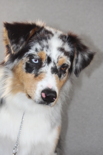 Guess des Wani - Yanpi - EXCELLENT NC