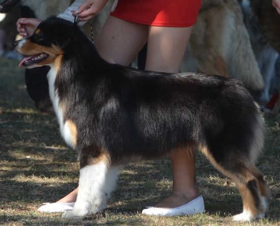 CH. Imperial isis black diamond du Chemin de la Lune aux Reves - 1 IER EXC BOB JUNIOR BOG JUNIOR RBIS JUNIOR