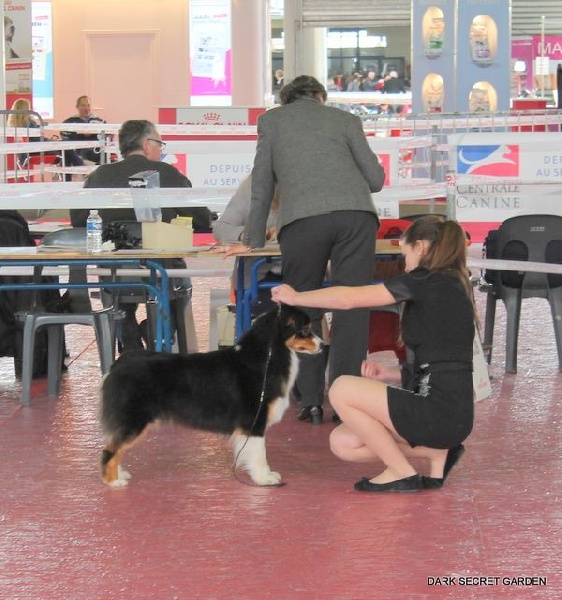 CH. Imperial isis black diamond du Chemin de la Lune aux Reves - 1 ier EXC CACS RCACIB