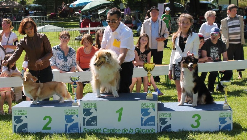 CH. Imperial isis black diamond du Chemin de la Lune aux Reves - 1 IER EXC BOBJUNIOR BOG3 JUNIOR