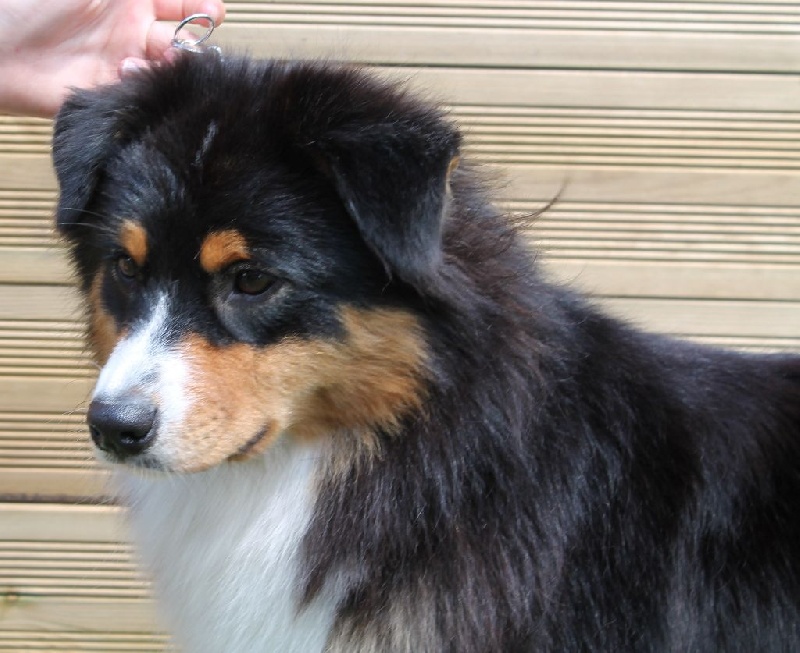 CH. Imperial isis black diamond du Chemin de la Lune aux Reves - 1 IER EXCELLENT