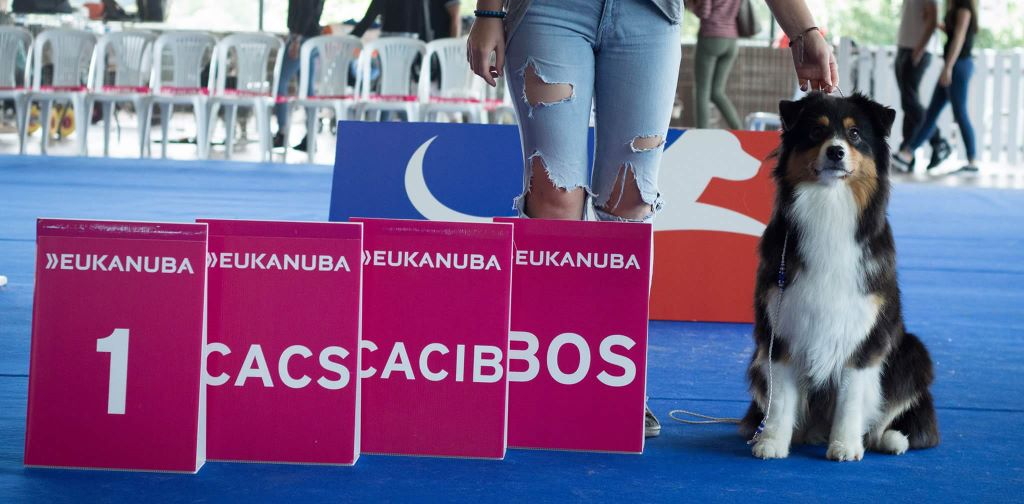 CH. Imperial isis black diamond du Chemin de la Lune aux Reves - 1 IER EXC CACS CACIB BOS