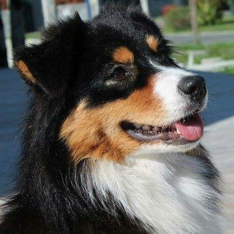 CH. Imperial isis black diamond du Chemin de la Lune aux Reves - 3 IEME EXC