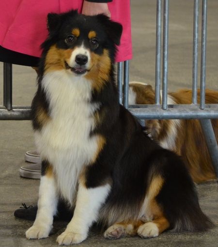 CH. Imperial isis black diamond du Chemin de la Lune aux Reves - 1 IERE TRES PROMETTEUR