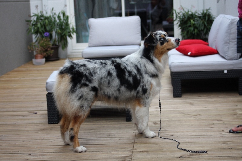 Guess des Wani - Yanpi - 2 ième EXCELLENT JEUNE SPECIALE BA