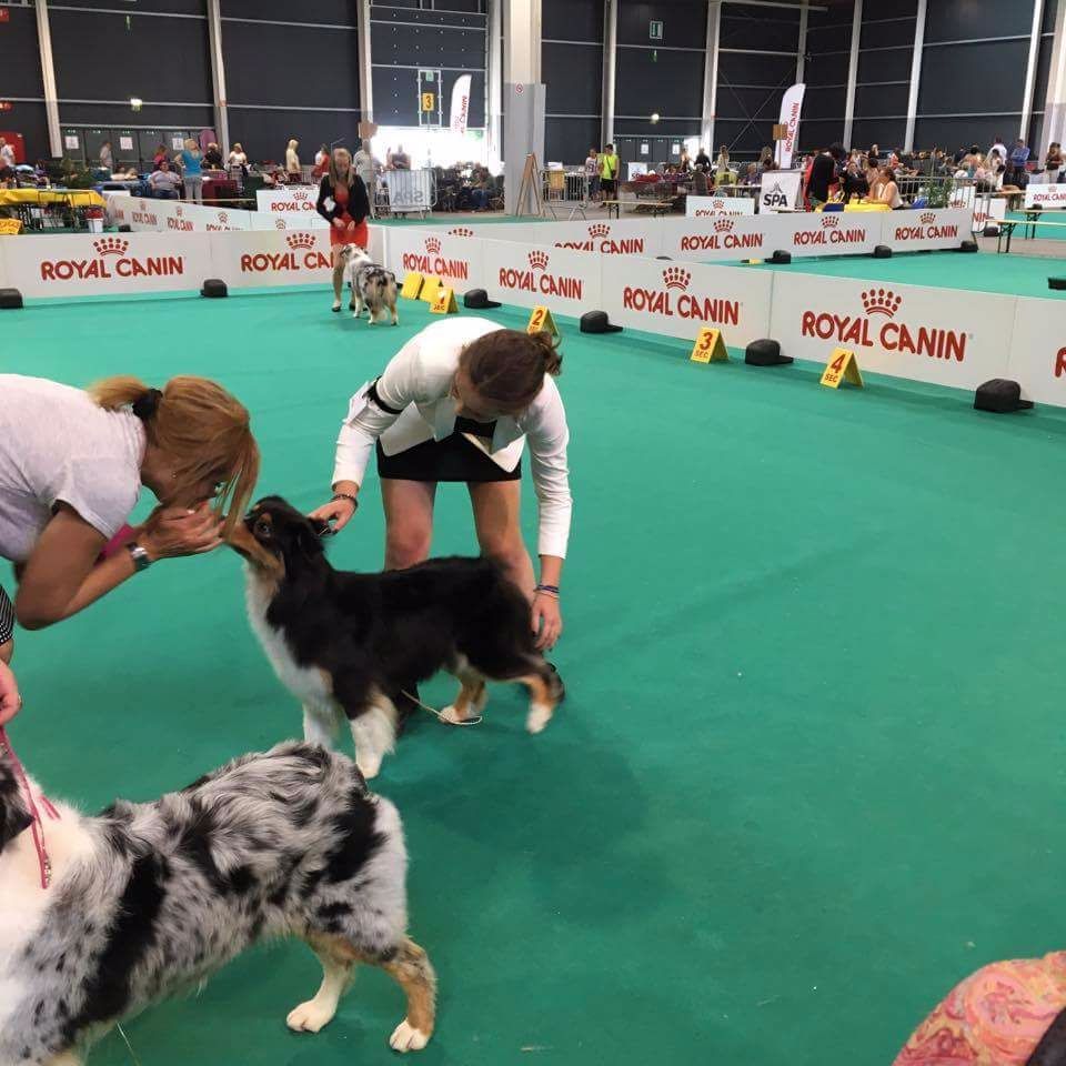 CH. Imperial isis black diamond du Chemin de la Lune aux Reves - 2 ième EXC RCAC RCACIB "Golden trophy challenger"