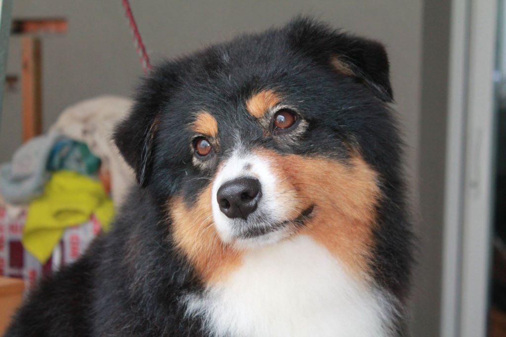 CH. Imperial isis black diamond du Chemin de la Lune aux Reves - 1 IER EXC CACS BOS