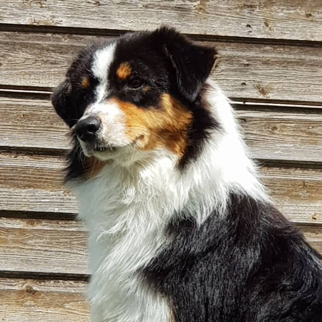 moon shine blue Shotgun - 1 ier TP BOS PUPPY