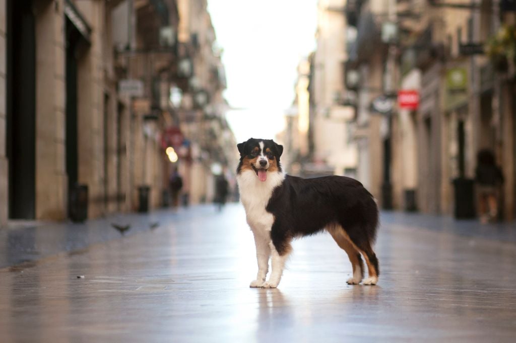 moon shine blue Shotgun - 5 IEME EXC EN IF/19