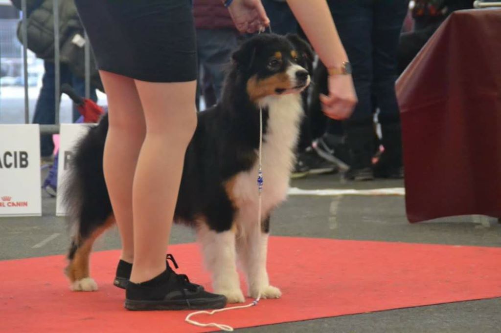 CH. Imperial isis black diamond du Chemin de la Lune aux Reves - 1 EIER EXC CCH RCACIB MEILLEUR CHAMPION