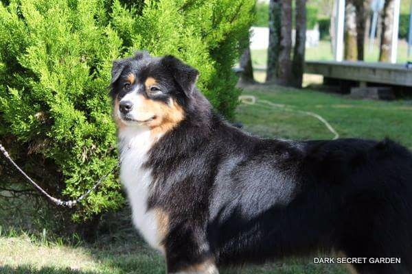 CH. Imperial isis black diamond du Chemin de la Lune aux Reves - 1 ier EXC RCACS